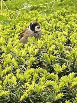 スズメ スズメ スズメ,鳥,小さいの写真素材