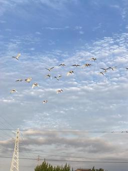 Photo, bird, sky, cloud, 