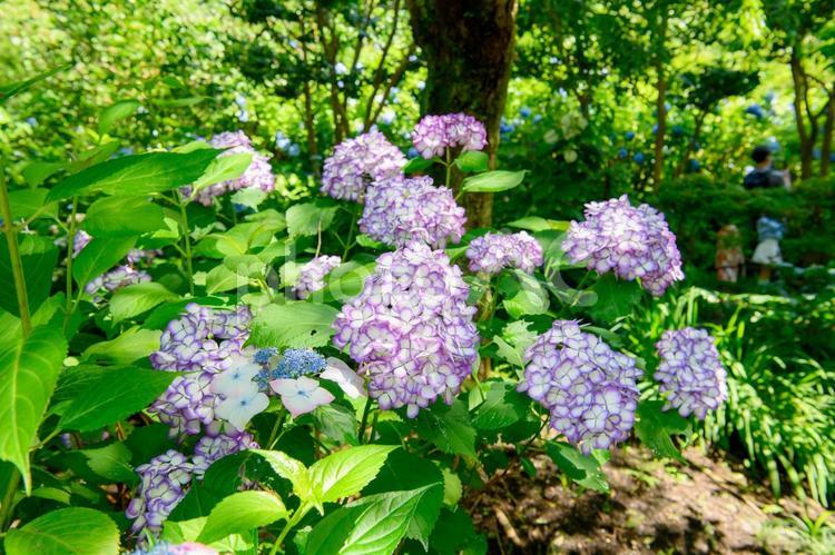 紫陽花　梅雨の季節 紫陽花,アジサイ,花の写真素材