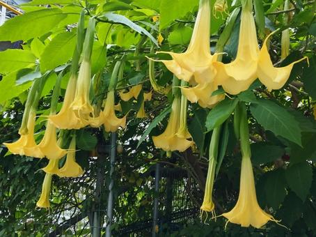 花を垂れ下げてつける天使のラッパ 花,エンジェルトランペット,天使のラッパの写真素材