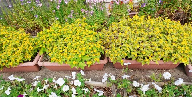 花-篠栗町 花-篠栗町の写真