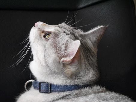 虫かな? 虫かな?の写真