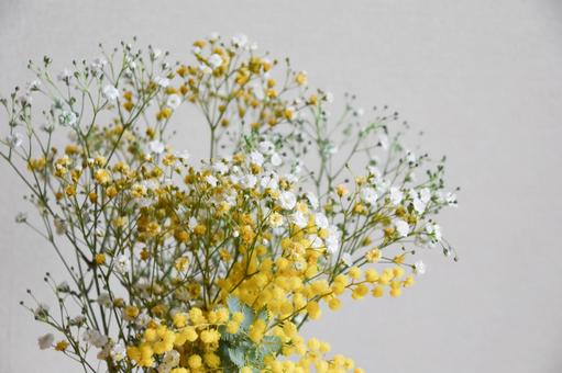 ミモザとかすみそう ミモザ,美しい,可憐の写真素材