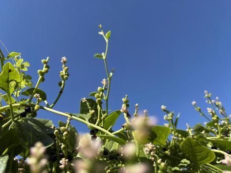 つるむらさきの花と青空 つるむらさきの花と青空 つるむらさき,野菜,蔓の写真素材