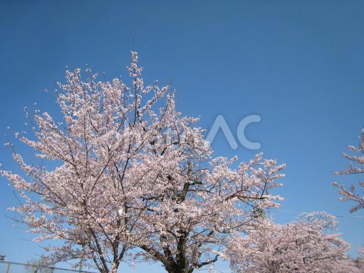 青空と桜 空,晴れ,春の写真素材