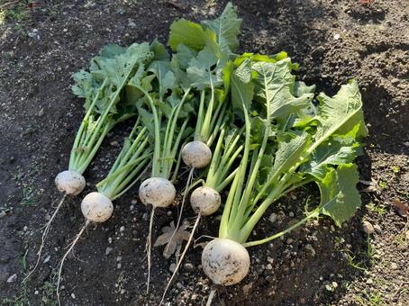 畑の野菜 畑,野菜,小蕪の写真素材