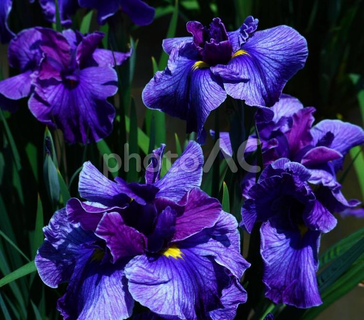 美しき菖蒲 菖蒲,花,大阪の写真素材