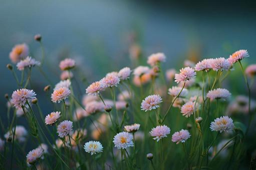 ふんわり優しいピンクの小花畑4 ふんわり優しいピンクの小花畑4の写真