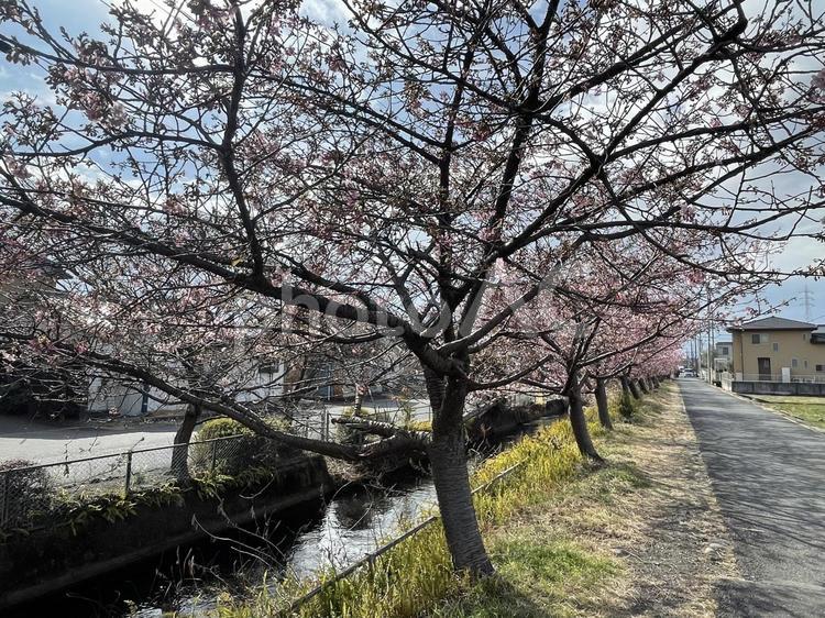 さくら 晴れ,色,つぼみの写真素材