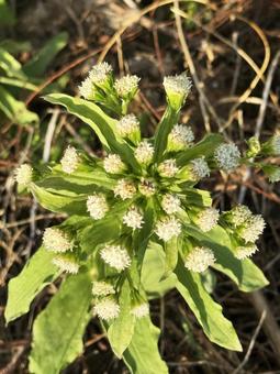 野草 野草の写真