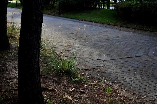 寂しい夕暮れの道で風に揺られる草 夕暮れ,草,緑の写真素材