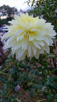白い花 白い花の写真