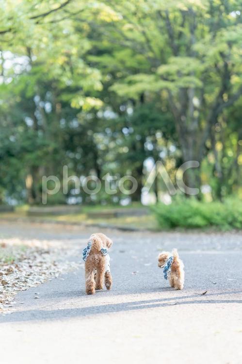 春の公園で散歩するトイプードル トイプードル,トイプー,パピーの写真素材