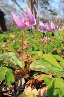 カタクリの花 カタクリの花の写真