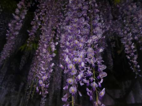 Wisteria flower photographed at night, JPG