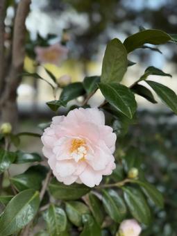 camellia, JPG camellia, JPG