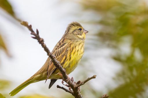 アオジ⒅ アオジ⒅の写真