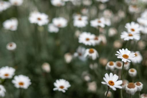 ノースポール(カンシロギク)の花の写真 ノースポール(カンシロギク)の花の写真の写真