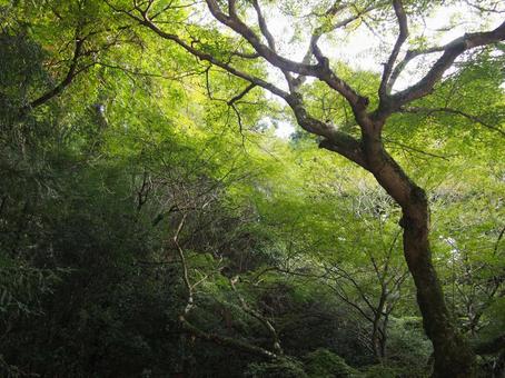 妖精のいそうな場所 妖精のいそうな場所 緑色,深緑色,静かの写真素材