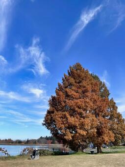 湖畔と紅葉のメタセコイア 青空,雲,湖畔の写真素材