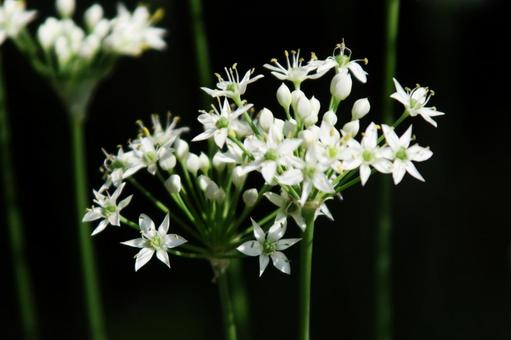 ニラ・ガーリックチャイブ　マクロ フラワー,ニラ,白色の写真素材