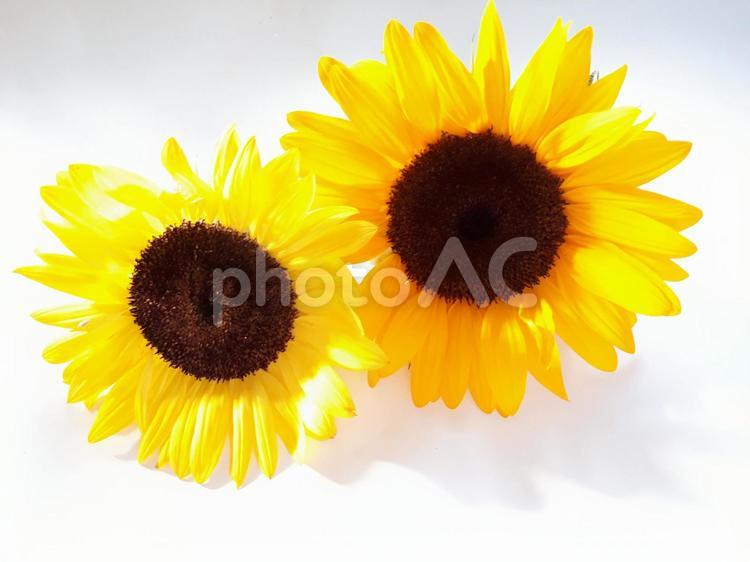ひまわり　元気な夏の花　黄色 ひまわり,暑い,夏休みの写真素材