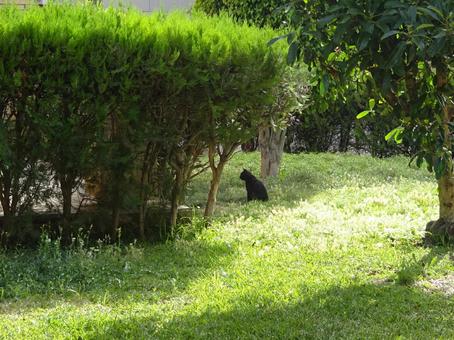 Photo, black cat, green, court, 