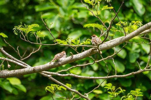 Sparrow (21), JPG Sparrow (21), JPG