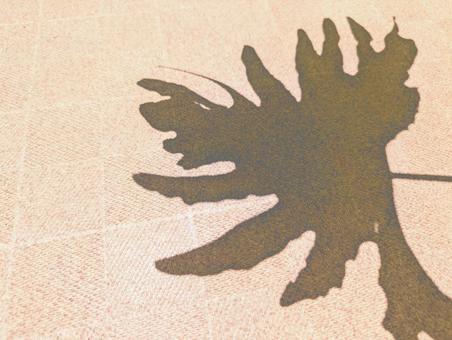 Photo, leaf, shadow, background, 