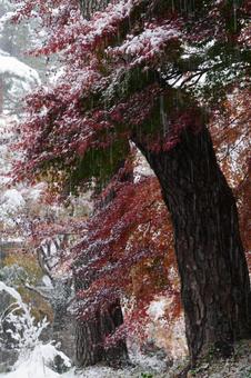 雪化粧した紅葉 雪化粧した紅葉の写真