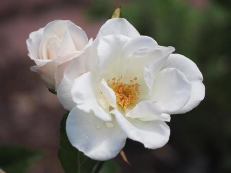 白いバラ　アイスバーグ⑩ バラ,薔薇,花の写真素材