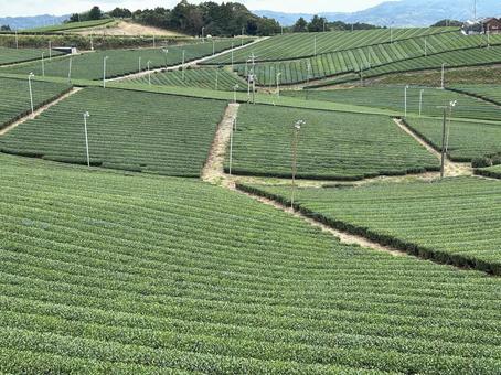 八女中央台茶園 八女,茶園,お茶の写真素材