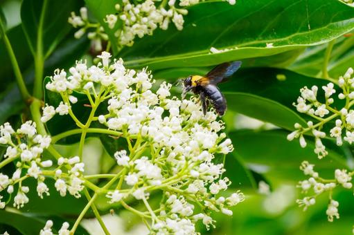 Photo, sweet viburnum, evergreen tall tree, bear, 