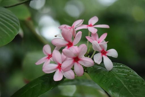 緑の葉とピンクのコプシアフルティコサの花 緑,葉,ピンクの写真素材
