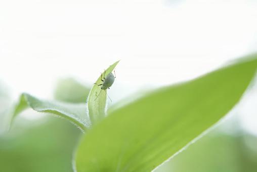 白い昆虫と植物 秘密基地 白い昆虫と植物 秘密基地 昆虫,緑,生き物の写真素材