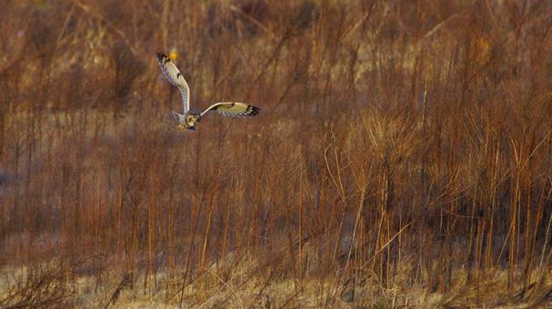 飛ぶコミミズク 飛ぶコミミズクの写真