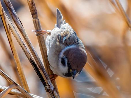 枝にとまるスズメ 枝にとまるスズメ スズメ,雀,鳥の写真素材