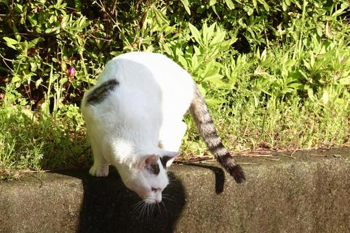 上から降りようとするにゃんこ ネコ,保護猫,猫の写真素材