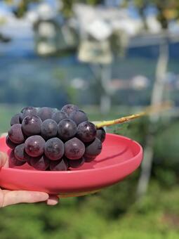 ぶどう狩り ぶどう狩り,巨峰,ぶどうの写真素材