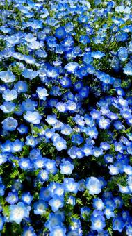 花 ネモフィラ,水色,青の写真素材