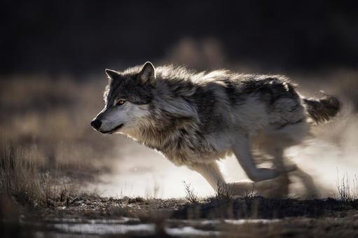 雪原を駆けるオオカミ 雪原を駆けるオオカミの写真