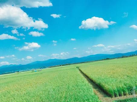 田園 田園,風景,田んぼの写真素材