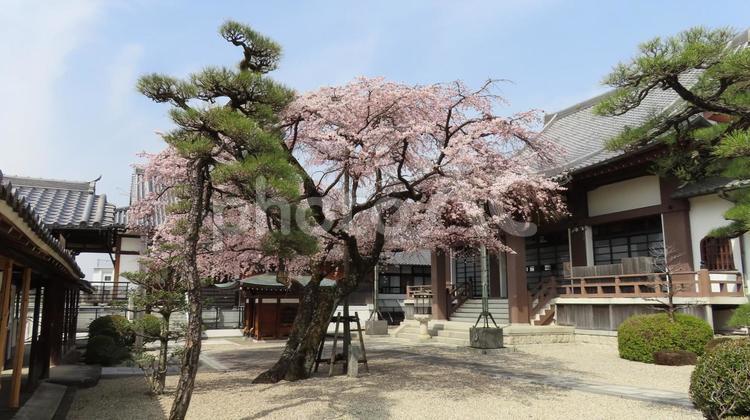 香積院　しだれ桜と本堂 香積院,味岡山,曹洞宗の写真素材