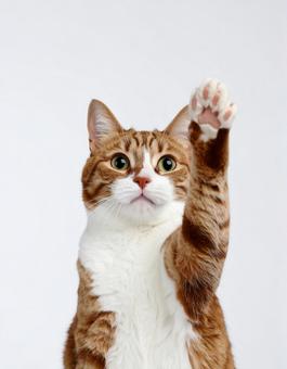 片手をあげる猫 片手をあげる猫の写真