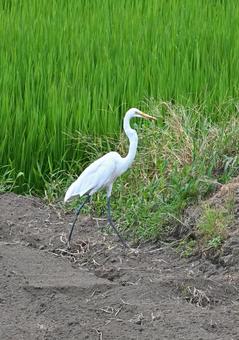 水田を歩くサギ ダイサギ,サギ,鷺の写真素材