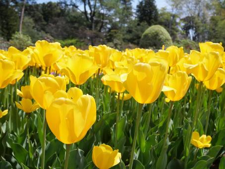Yellow Tulips, JPG Yellow Tulips, JPG