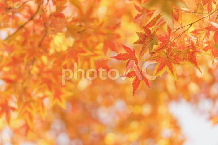 赤く染まるモミジの背景 秋,紅葉,モミジの写真素材