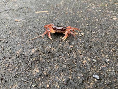 道路で出会ったサワガニ 道路で出会ったサワガニの写真