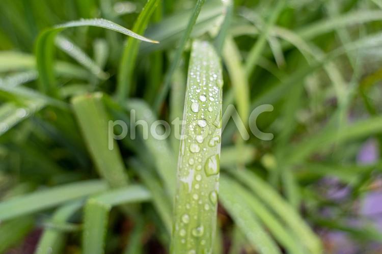 雨に濡れたガマの葉 ５月,梅雨,緑の写真素材