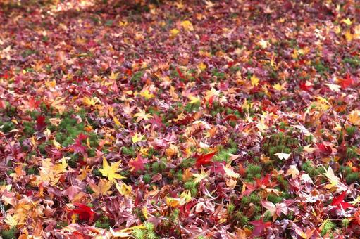 紅葉　もみじの絨毯　散りもみじの写真